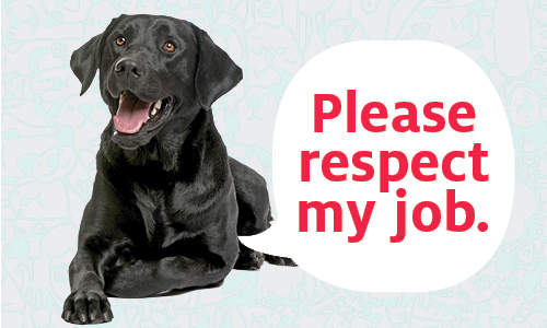 Service Dogs on Campus